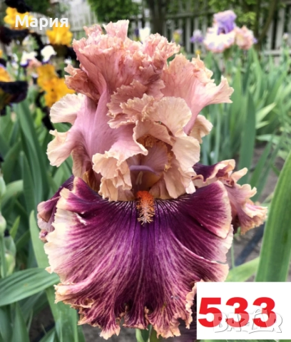 Сортови вискоки ириси /брадати ириси, снимка 3 - Градински цветя и растения - 51459407