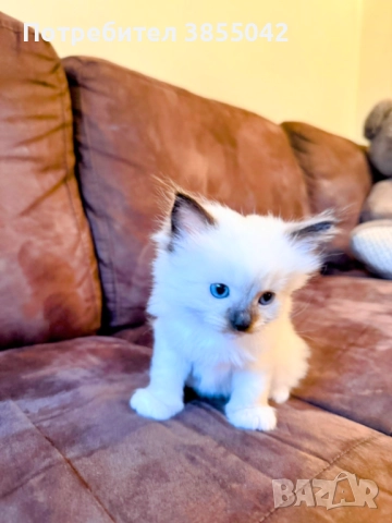 Регдол/рагдол/Рег дол/ раг дол, снимка 3 - Други - 52342208