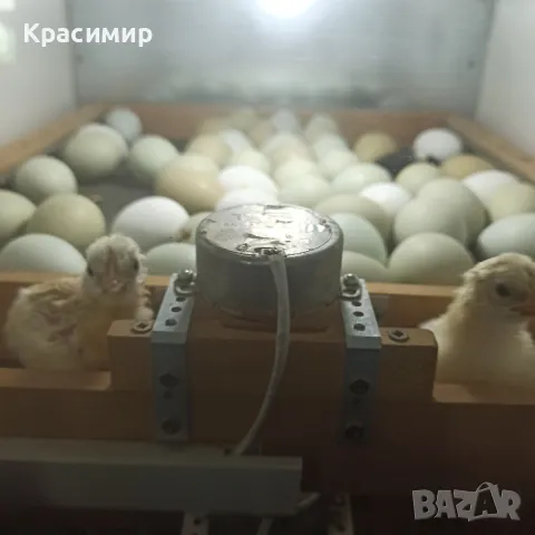 Зелени разплодни яйца от кокошка Великденска носачка Ексел , снимка 3 - други­ - 44279674