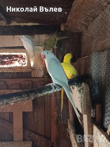 Малки александри , снимка 16 - Папагали - 51923458