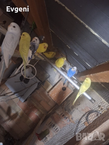 Вълнисти папагали , снимка 6 - Папагали - 51473102