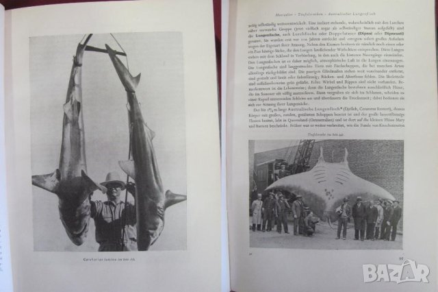 1956г.Научна Книга Илюстрации за Рибите и Водните Обитатели, снимка 5 - Антикварни и старинни предмети - 44029993