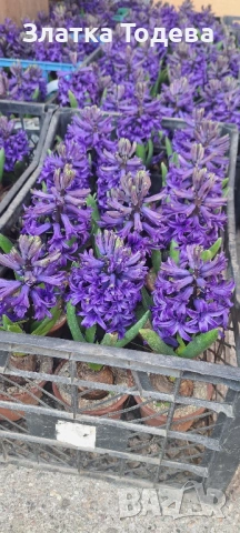 Зюмбюл, иглика, карамфил и др., снимка 4 - Градински цветя и растения - 53506898