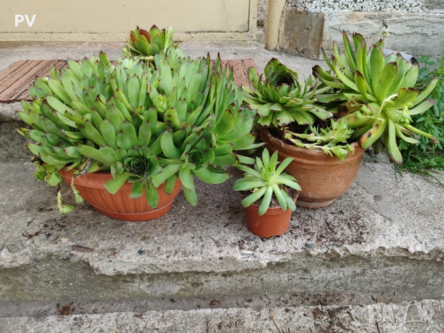 Sempervivum / семпервивум / алпийска роза / кактус / сукулент