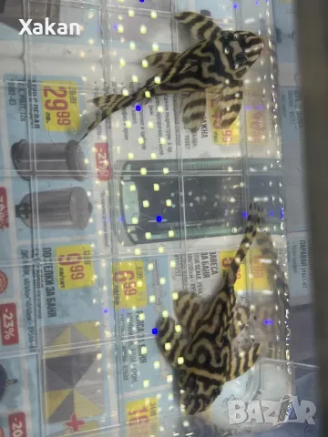 L 401- 2 женски, снимка 6 - Рибки - 49300336