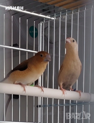 Среброклюни амадини, снимка 3 - Амадини - 52679414