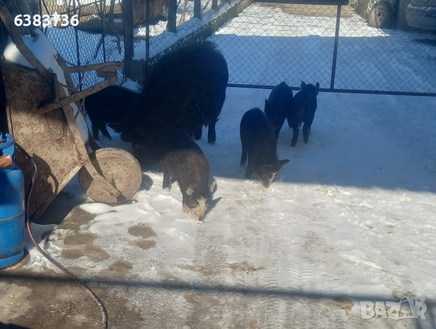 Продавам източна балканска порода, снимка 4 - Прасета - 53351748