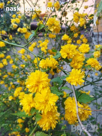 Декоративен храст жълта Керия японика