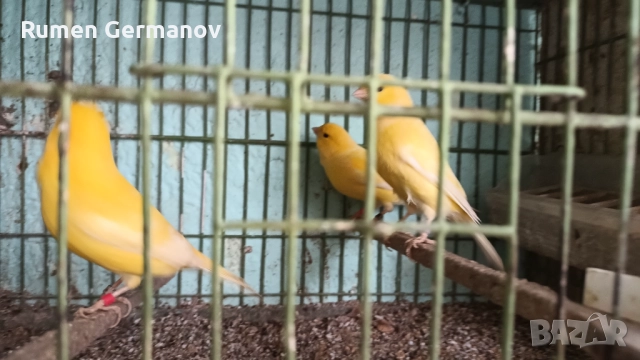 Продавам млади канарчета 2025г., снимка 3 - Канари - 52147318