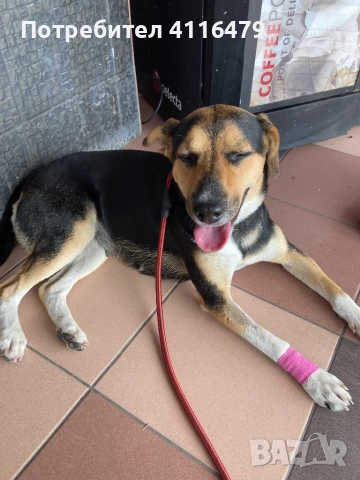 Куче в спешна нужда от нов дом