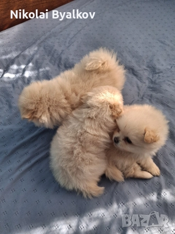 продават се кучинца шпиц померан 2 момчита и 1 момиче, снимка 3 - Други животни - 52914851