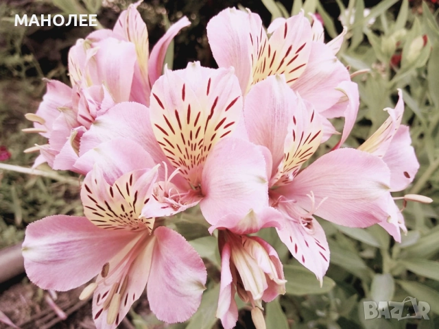 Алстромерия