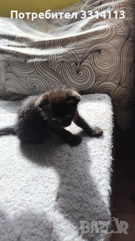 котенца шотландски клепоухи , снимка 1