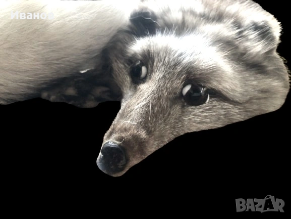 Топ цена - 49€. Шал/Яка от Сребърна лисица - Естествена кожа, снимка 4 - Шалове - 53606436