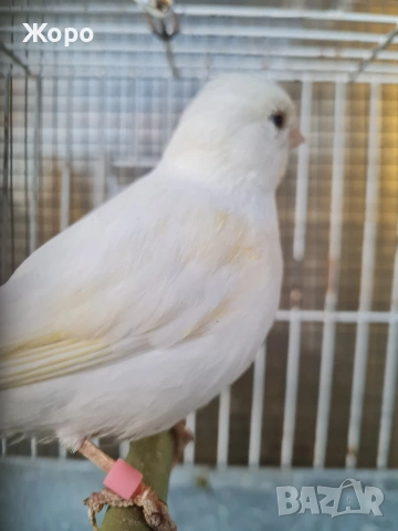 Продавам канари фай фенси , снимка 16 - Канари - 53018067