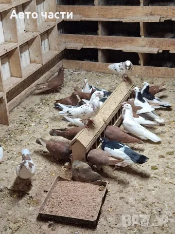 гълабите са хвъкане пазарджишки  гълабиот старото време , снимка 5 - Гълъби - 48637579