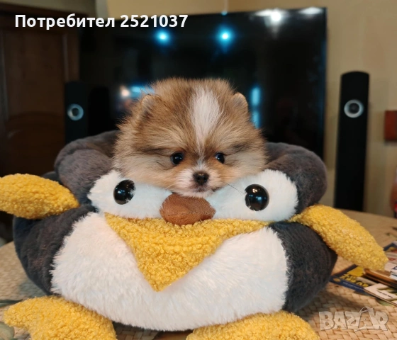 Мини померанчета момиченца и момченца