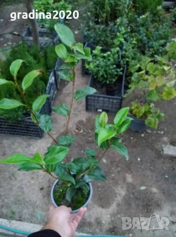 Камелия -Студоустойчива ,кичеста и вечнозелена  , снимка 3 - Разсади - 49499355