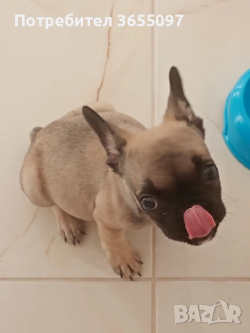 Мъжки френски булдог , снимка 1