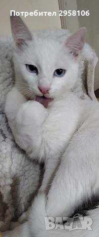 бяло мъжко коте, сини очи, 5 мес.