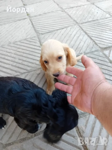 Английски Кокер 