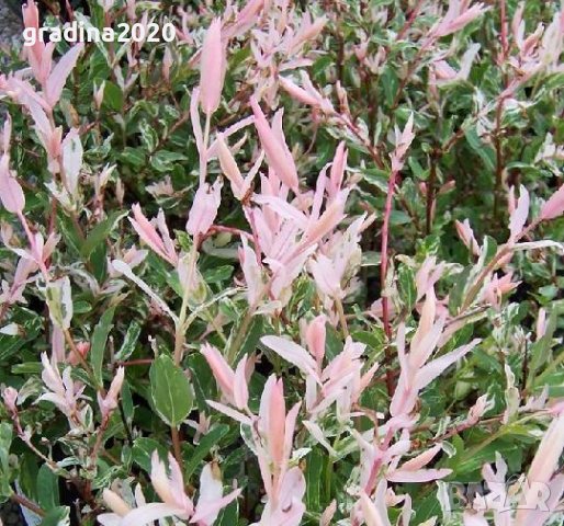 Храстовидна ,Пъстролистна японска върба / Salix Hakuro Nishiki, снимка 5 - Разсади - 40382130