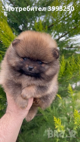Уникални мини момчета, снимка 5 - Померан - 53563506
