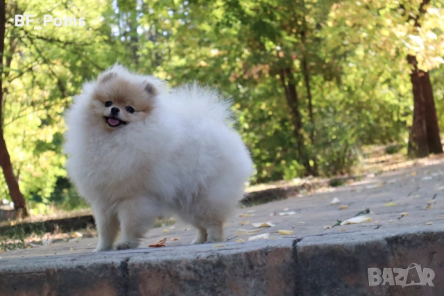 Уникално момиченце померан с родословие FCI, снимка 3 - Померан - 50219721