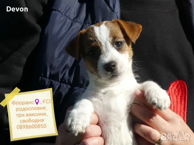 Джак Ръсел Териер, родословие, снимка 14 - Джак ръсел териер - 41122946