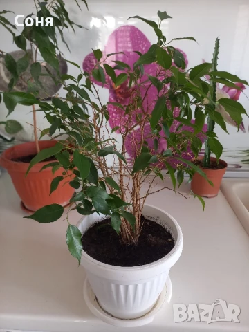 Различни кактуси,каучуково цвете, копривки и др.цветя