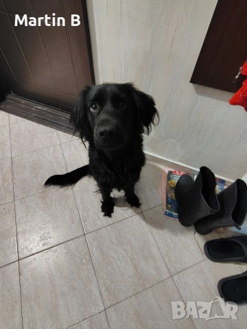 Подарявам женско куче на 1 година и 3 месеца