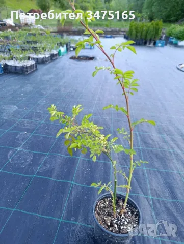 увивна роза Alden Biesen -розова, снимка 7 - Градински цветя и растения - 50303098