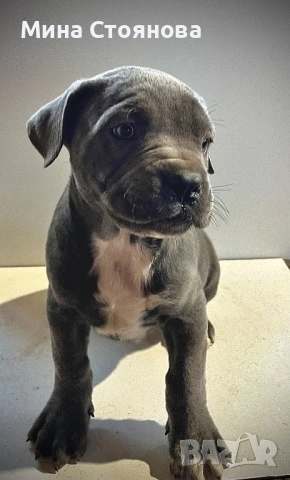 Продавам бебета Кане Корсо , снимка 5 - Кане корсо - 52677252