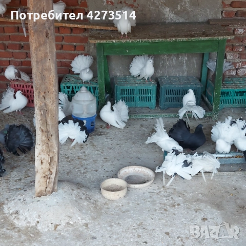 Продавам гълъби Финерлии - бели, сиви и пъстри, снимка 15 - Гълъби - 52268397