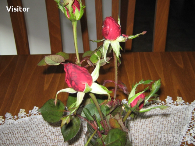 Canon PowerShot A470, снимка 11 - Фотоапарати - 52850721