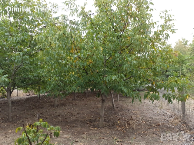 Орехова градина 570 кв.м., с. Виноградец, обл. Пазарджик, 19,000 Евро, снимка 4 - Парцели - 52223300