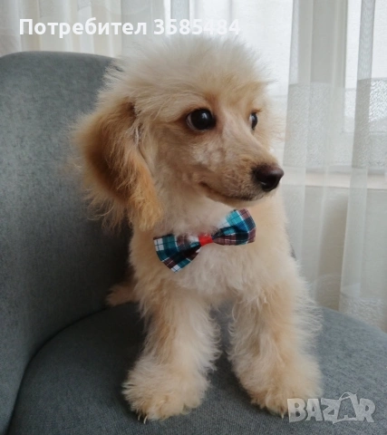 Той пудел/Toy poodle , снимка 4 - Пудели - 53416196