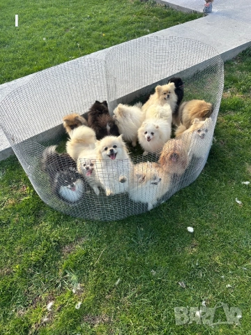 Померани , снимка 9 - Померан - 52179207