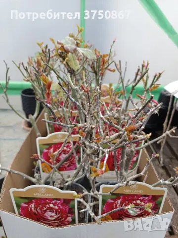 🌹 РОЗА🌹 JULIO IGLESIAS® Meistemon 🌹, снимка 5 - Градински цветя и растения - 49345539