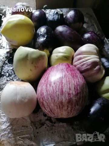 Предлагам разсад стари български сортове домати, снимка 5 - Сортови семена и луковици - 24154757