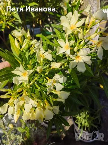 Олеандър (зокум, лян) 