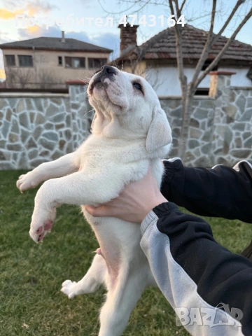 Алабай (Средно Азиатска Овчарка), снимка 2 - Алабай - 53542188