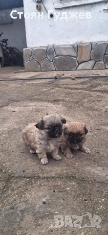  пекинезчета