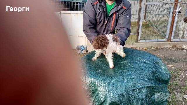 Лагото Романьоли , снимка 5 - Други - 52713937