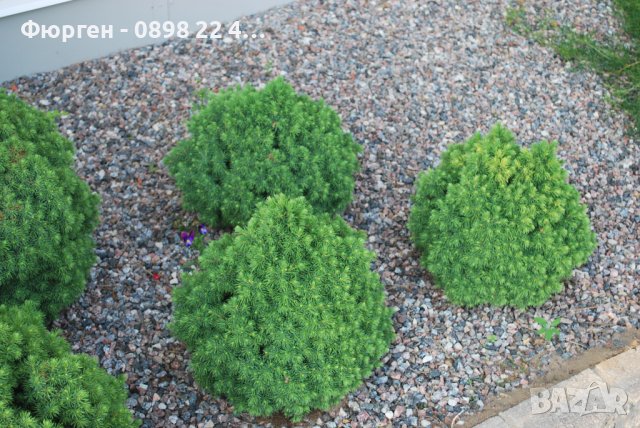 Смърч Алберта Глобе/ Picea glauca var. albertiana 'Alberta Globe', снимка 7 - Разсади - 40645664
