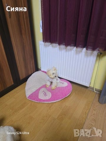 малтипу момче и момиче , снимка 6 - Пудели - 53224082