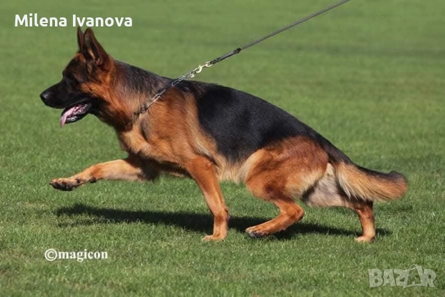 Младо мъжко куче син на Вицесветовен шампион , снимка 5 - Немска овчарка - 51638015