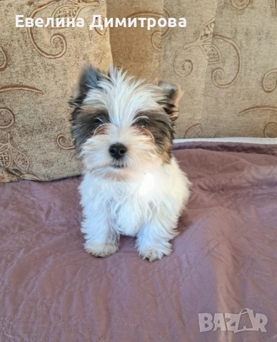 Йоркширски териер бивер момиче