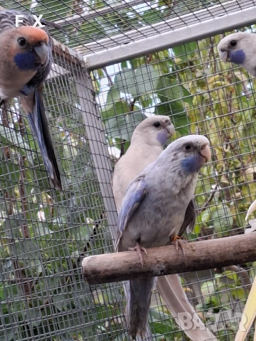 penantovi rozeli   , снимка 12 - Папагали - 51343821