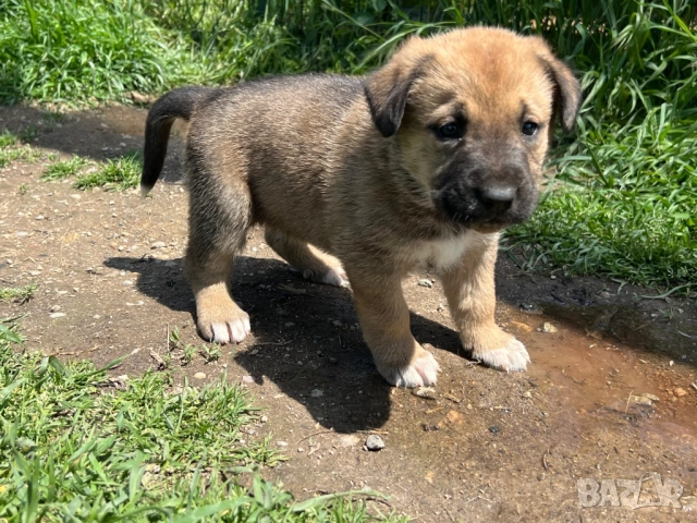 Кученца Алабай Х Малиноа Кръстоска с Доставка, снимка 5 - Други - 52220666